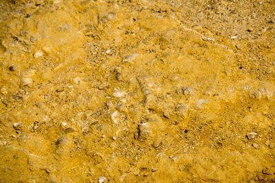 Il faut de bons yeux, mais il y a des coquillages fossilisés sur cette photo.