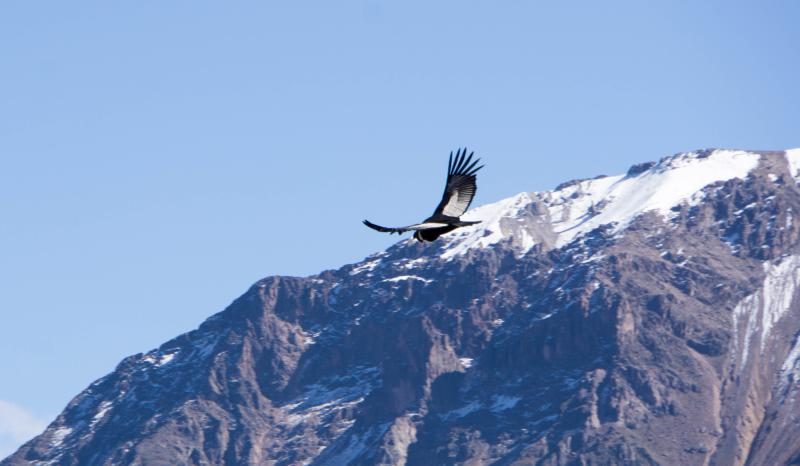 Colca Canyon