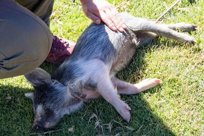 Kroink, le cochon qui aime les calins