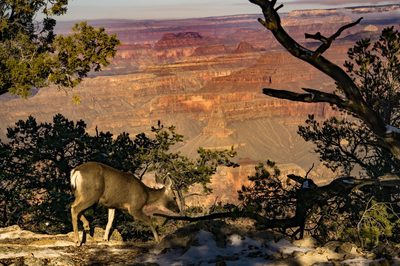 Les biches du grand canyon