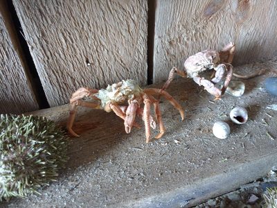 Le cimetière de Holavallagardur, afin d’envoyer quelques clichés à Alice pour compléter sa collection. Nous avons mis 2 heures pour le trouver.