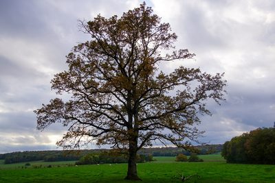 Forêt d'Orient, Aube - photo 05