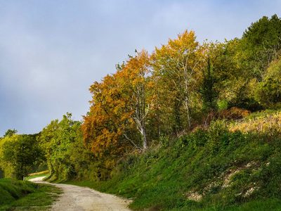 Forêt d'Orient, Aube - photo 08