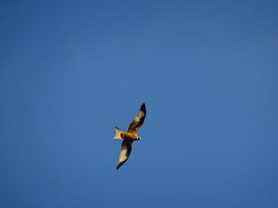 Forêt d'Orient, Aube - photo 16