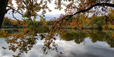 Forêt d'Orient, Aube - photo 23