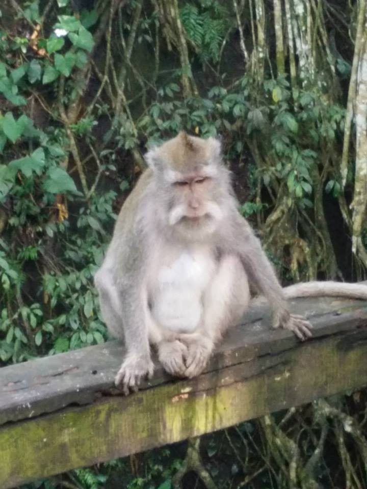 La forêt sacrée des singes de Ubud
