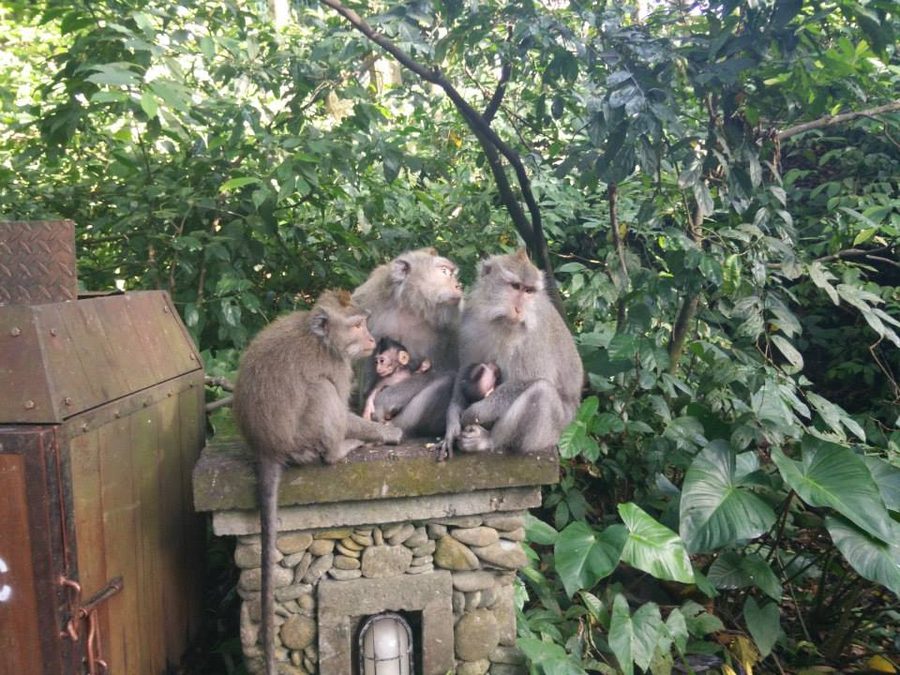 Temple de Taman Ayun (Bali)