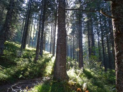 Randonnée en Forêt Noire - photo 01
