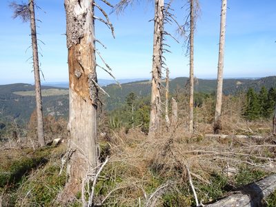 Randonnée en Forêt Noire - photo 05