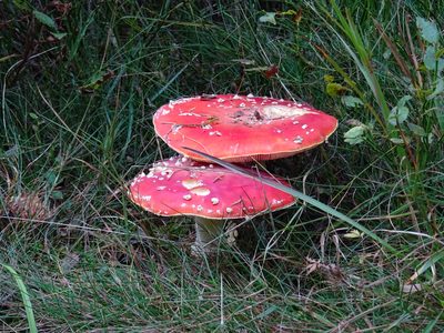 Randonnée en Forêt Noire - photo 06