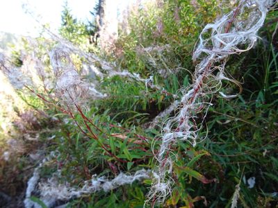 Randonnée en Forêt Noire - photo 08