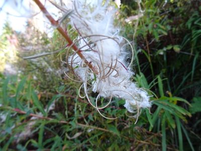 Randonnée en Forêt Noire - photo 20