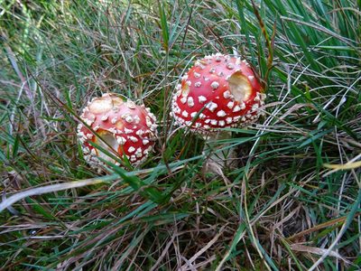 Randonnée en Forêt Noire - photo 22