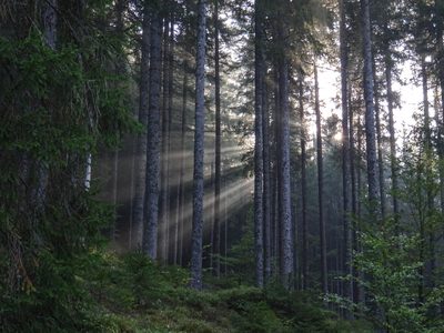Randonnée en Forêt Noire - photo 28