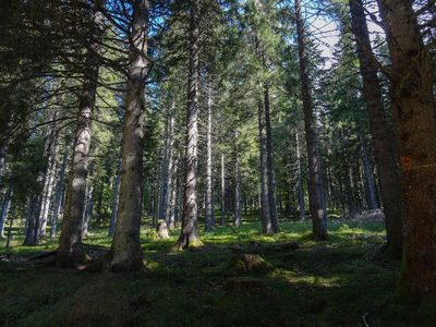 Randonnée en Forêt Noire - photo 33