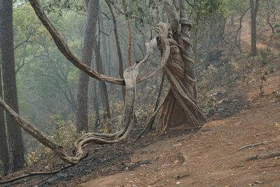 Une plante étrangleuse qui se nourrit de l'arbre